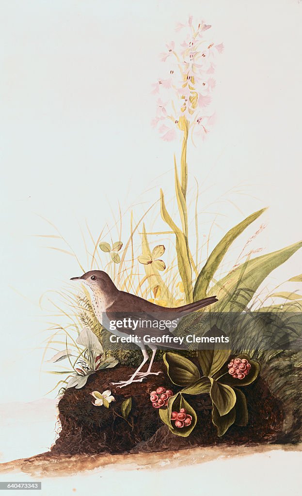 Tawny Thrush by John James Audubon