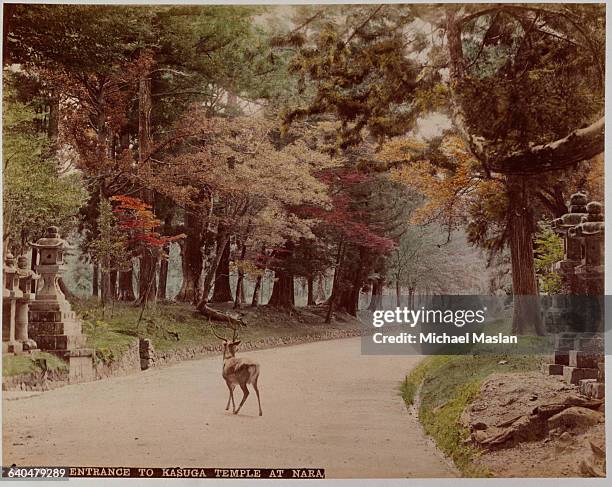 Deer Crossing