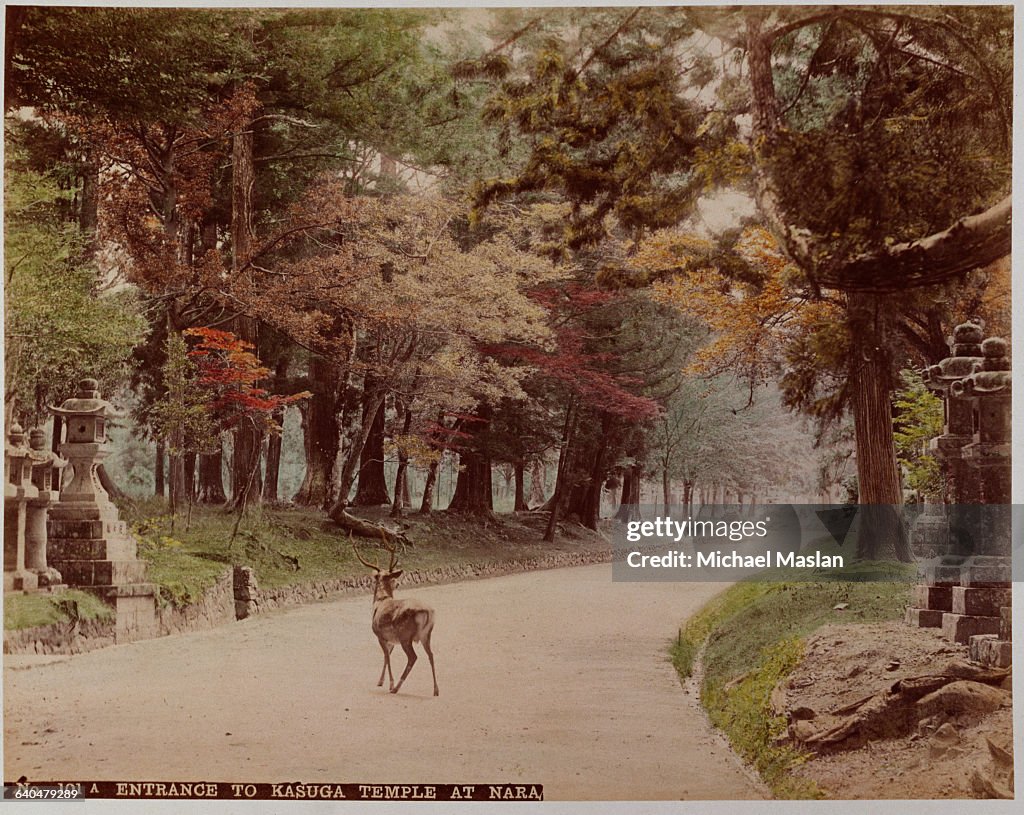 Deer Crossing