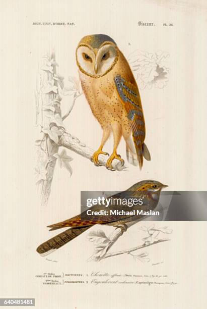 Species of barn owl, and the Eurasian nightjar, native to Europe and west and central Asia.
