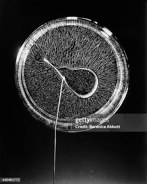 Demonstration of electric force patterns on grass seeds suspended in an insulating liquid, Massachusetts, late 1950s. Between 1958 and 1961, Abbott...