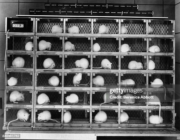 View of rats in an array of cages during an experiment to study the effects of various kinds of sedatives, Massachusetts, late 1950s. Between 1958...