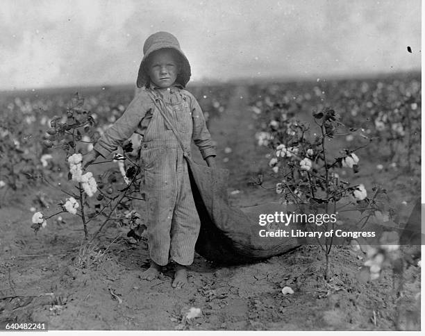 Harold Walker, 5 years old, picks cotton on a farm in Commanche County, Oklahoma, October 1916. | Location: Commanche County, Oklahoma, USA.