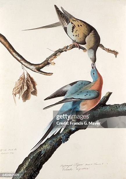 Passenger Pigeon by John James Audubon