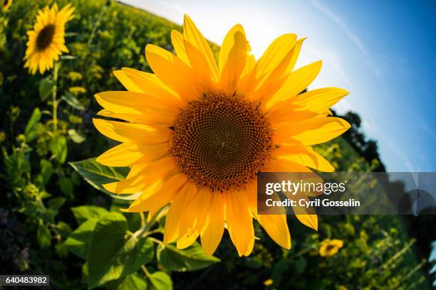 sunflower - sonnenblume foto e immagini stock