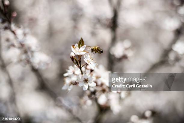 white cherry blossoms - kirschblüten stock pictures, royalty-free photos & images