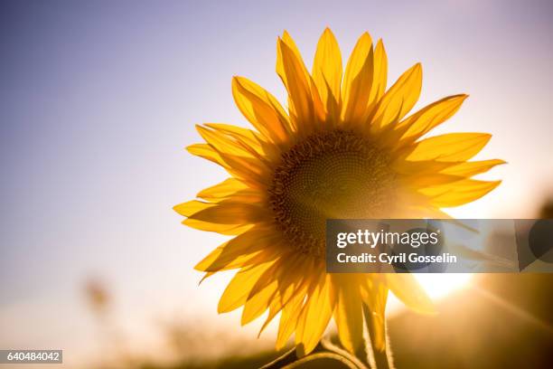 sunflower - sonnenblume foto e immagini stock