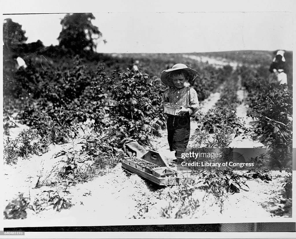 Boy Picking Berries