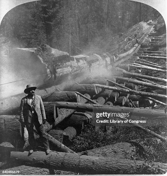 Logs Run Down a Skidway to a Mill