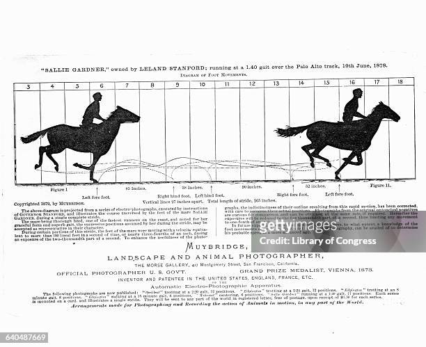 Diagram of the foot movements of Sallie Gardner, a horse owned by Leland Stanford, while running at a gait, based on photographs by Eadweard...