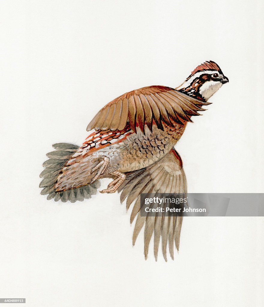 Bobwhite Quail Flying