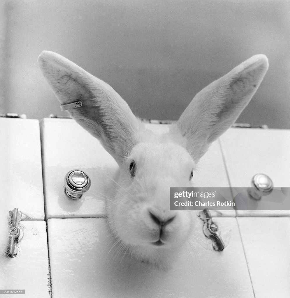 Rabbit Held in Restraint Container