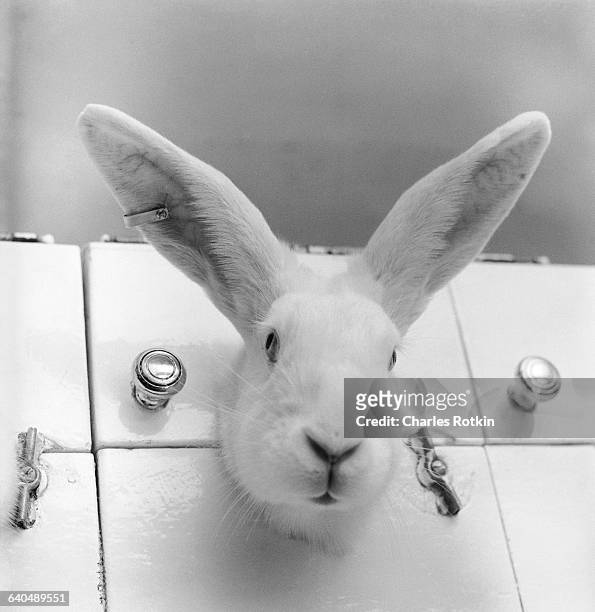 Rabbit used in research testing is held in a restraint container at the Bristol Labs in Syracuse, New York. January 1959.