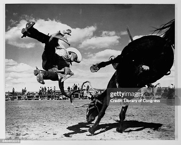 Colligiate rodeo rider is thrown from a bucking branco.