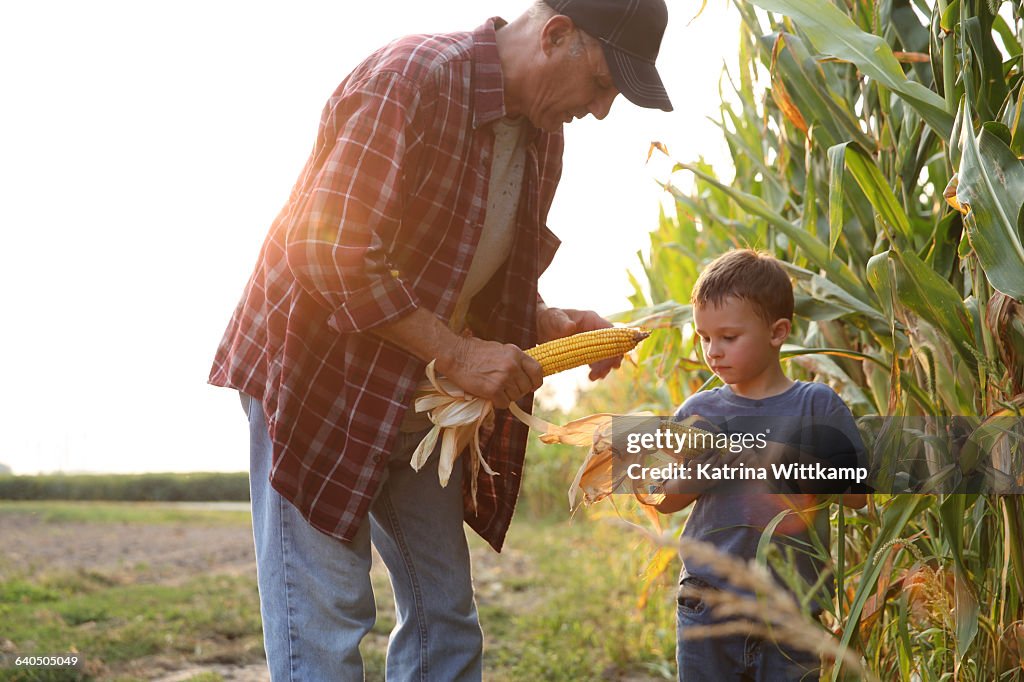 Grandfather showing his grandson ear of corn