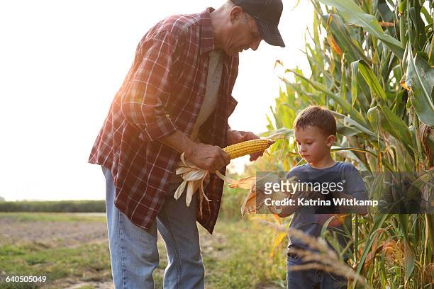 grandfather showing his grandson ear of corn - farm family stockfoto's en -beelden