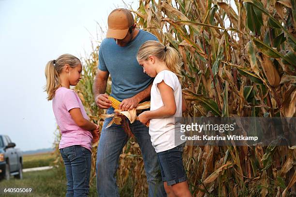 farmer showing daughters ear of corn - iowa stock pictures, royalty-free photos & images