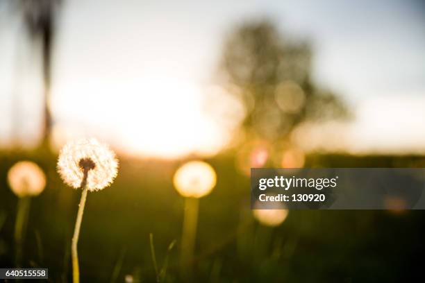 enjoy the dawn - sunbeam flower stock pictures, royalty-free photos & images