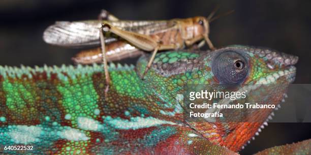 grasshopper on the head of a chameleon - tierfinger stock-fotos und bilder