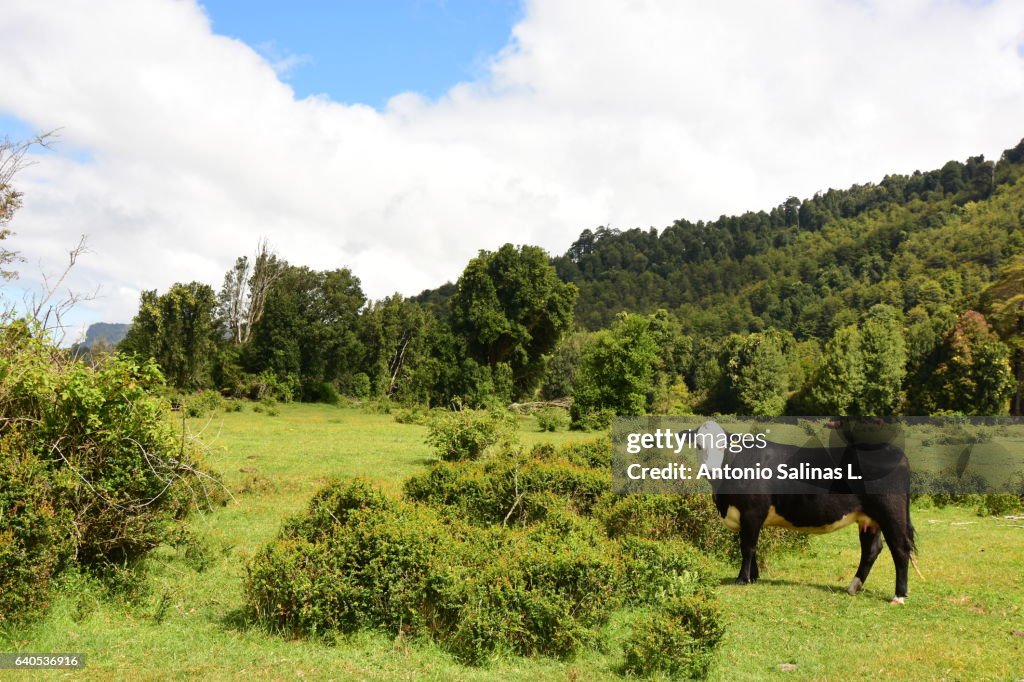 Cow in a meadow. Chile