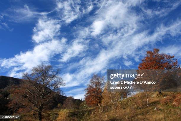 cirrus clouds above old beech trees - supersky77 2014 foto e immagini stock