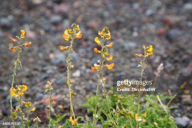 flowers of the volcanic landscape, pucon, chile. - amarelo stock pictures, royalty-free photos & images