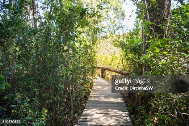 mariman saltos park -  pucon - chile. - saldos stock pictures, royalty-free photos & images