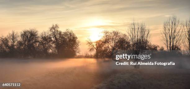 beautiful field covered by morning mist - nevoeiro ストックフォトと画像