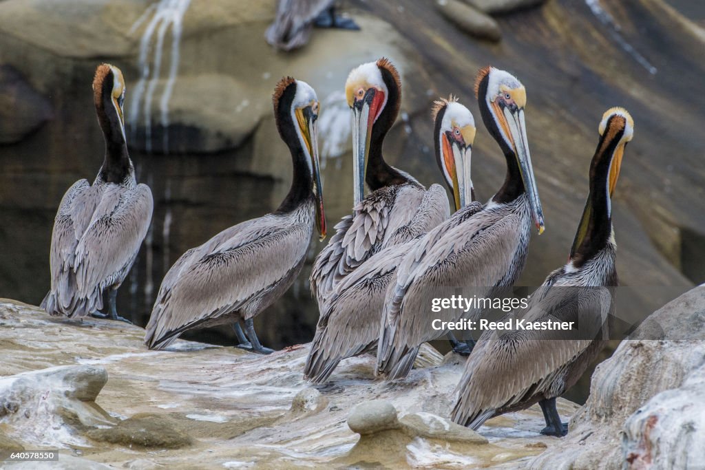 A group of Brown Pelicans ( Pelecanus occidentalis) at the cove, La Jolla, California