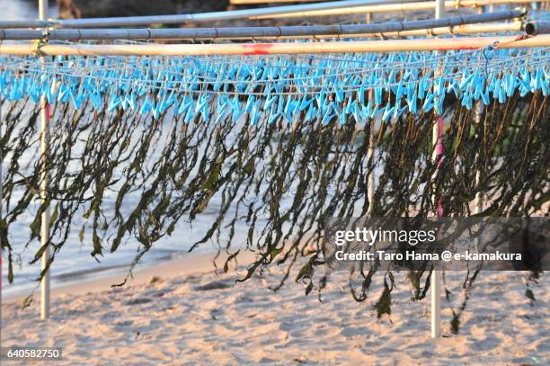 dried soft seaweed swaying in the wind - wakame stock-fotos und bilder