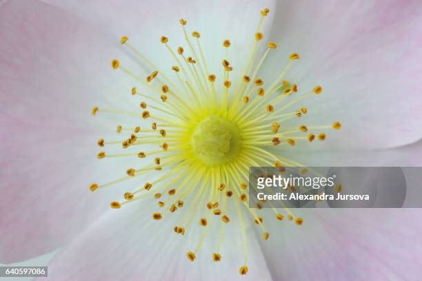 deail of a rose (sweetbriar rose - macro) - rosa eglanteria stock pictures, royalty-free photos & images