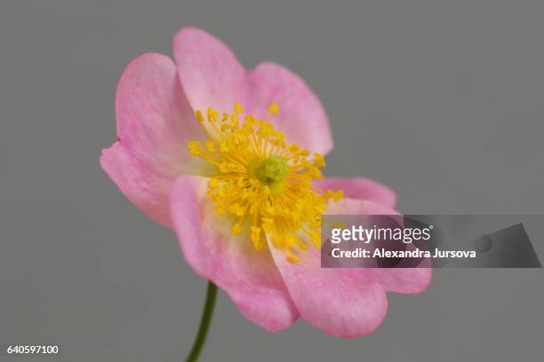 deail of a rose (sweetbriar rose - macro) - rosa eglanteria stock pictures, royalty-free photos & images