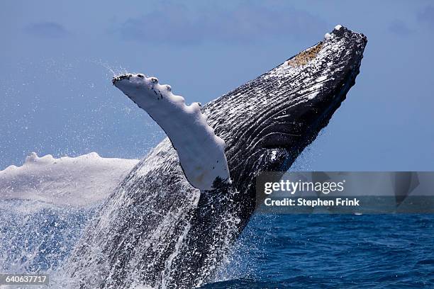 breaching behavior humpback whale - humpback stockfoto's en -beelden