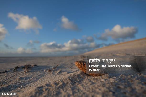 sonnenaufgang sylt - tina terras michael walter 個照片及圖片檔