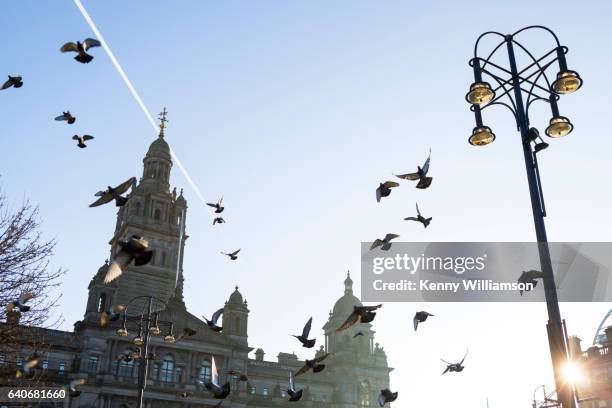 looking up to birds flying in a city - george square stockfoto's en -beelden