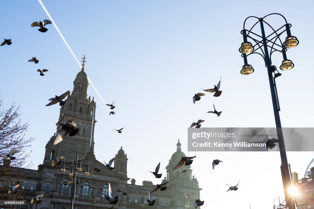 Looking up to birds flying in a city