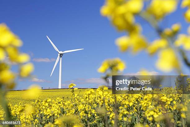 wind turbine in rapeseed field - colza foto e immagini stock