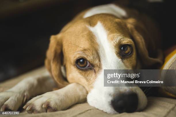 lazy dog - beagle imagens e fotografias de stock