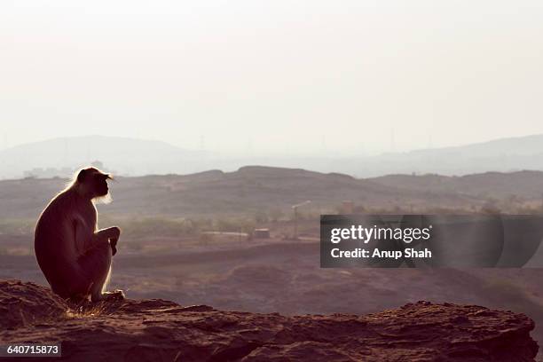hanuman langur female sitting on a cliff - hanuman hill stock pictures, royalty-free photos & images