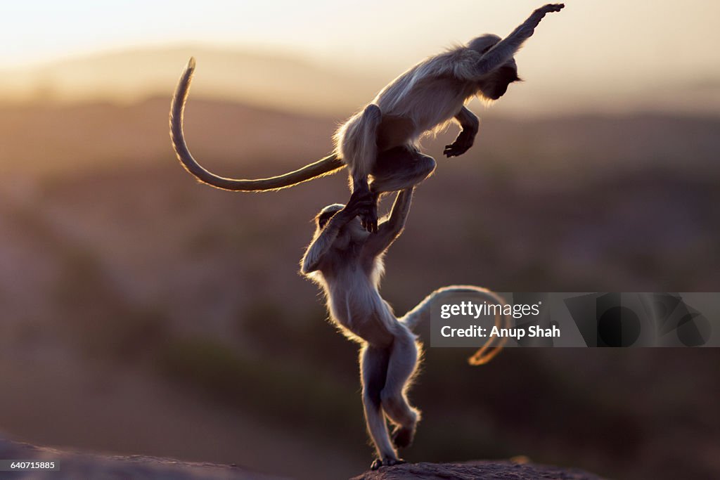 Hanuman Langur juveniles playing