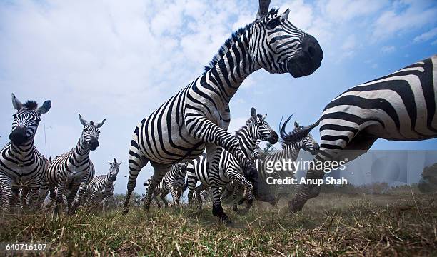 common or plains zebra herd running - zebra herd running stock pictures, royalty-free photos & images