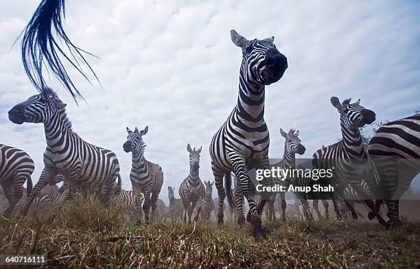 common or plains zebra herd running - zebra herd running stock pictures, royalty-free photos & images