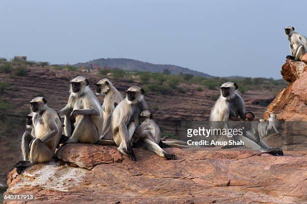 hanuman langur females and young - female animal stock pictures, royalty-free photos & images