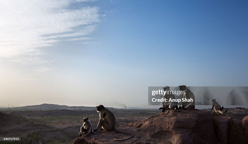 Hanuman Langurs sitting on a cliff top