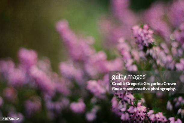 close-up of purple heather - gregoria gregoriou crowe fine art and creative photography stock pictures, royalty-free photos & images
