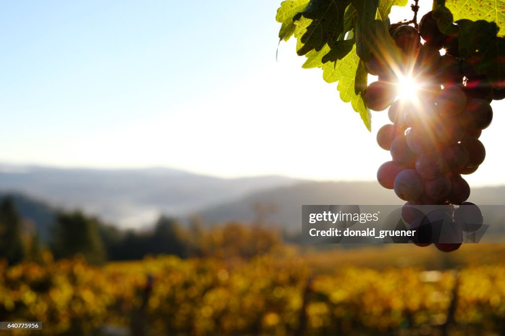 Vineyard Grapes at Dawn