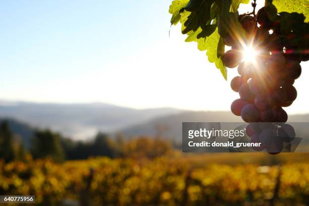 vinhedo de uvas ao amanhecer - rolling hills sun - fotografias e filmes do acervo
