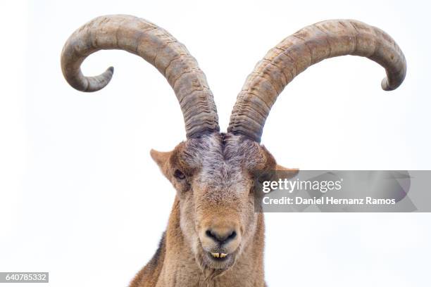 close up of spanish ibex looking at camera with white background - horned stock pictures, royalty-free photos & images