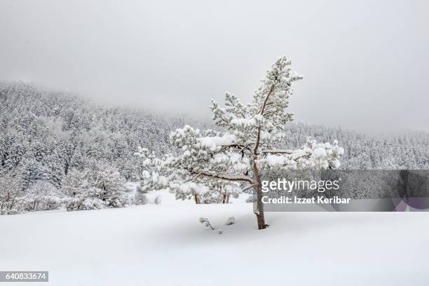 winter time big snow at  abant national park, near bolu, turkey - abant turkey stockfoto's en -beelden