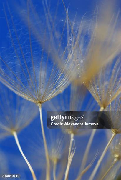 tragopogon (dandelion) on blue backround - alexandra summers stockfoto's en -beelden